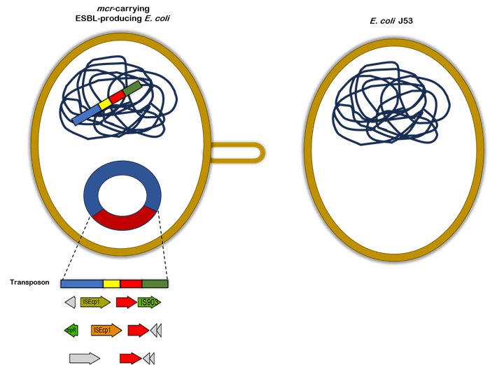 E. coli v02