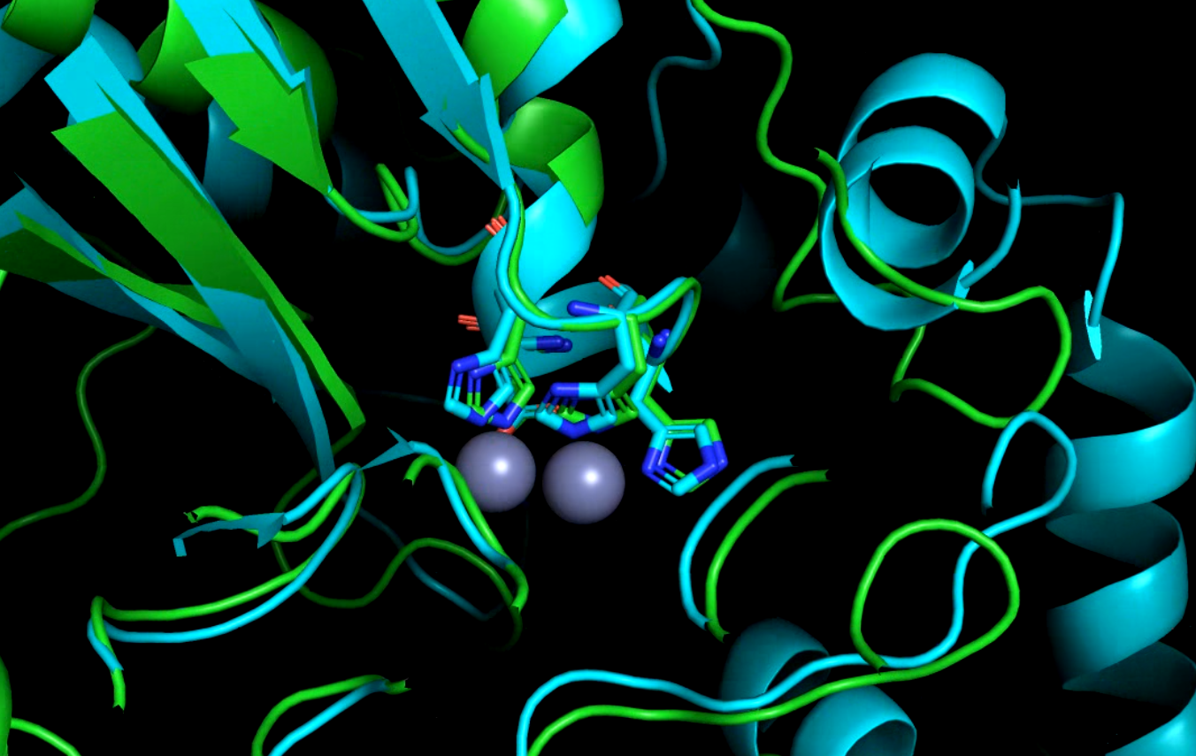 Beta lactam