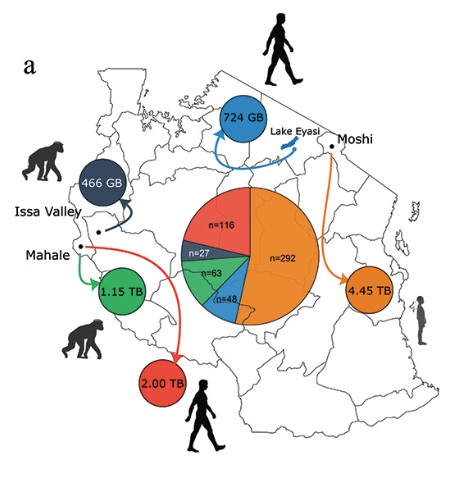 Gene adaptations in Tanzanian hominid gut microbiomes