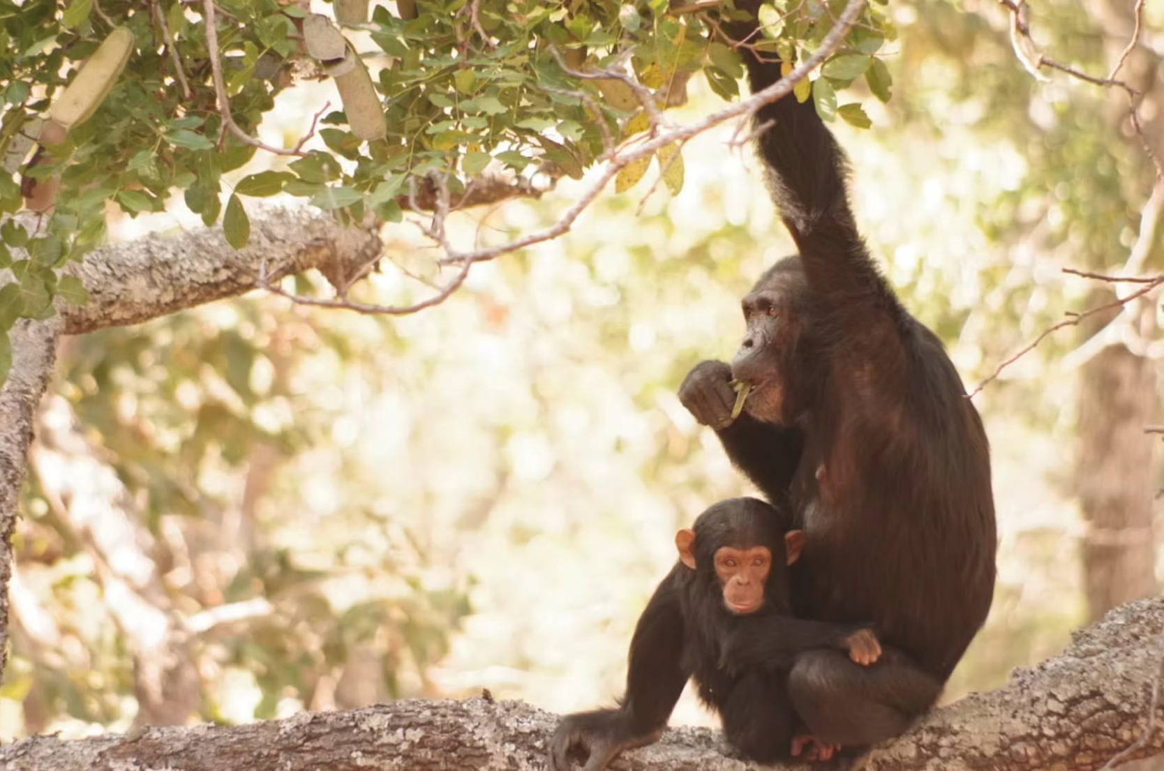 Wild chimpanzees in Tanzania